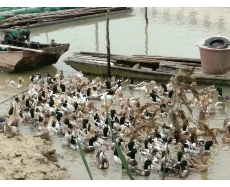 純放養(yǎng)青頭鴨、三那土雞、鳳尾菇 原生態(tài)產(chǎn)品